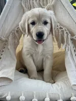 Jubilee, a female Golden Retriever for sale in Edgemont, AR – 5 of 8