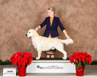Liberty, a female Golden Retriever for sale in Edgemont, AR – 10 of 10