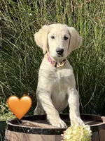 Jubilee, a female Golden Retriever for sale in Edgemont, AR – 2 of 8