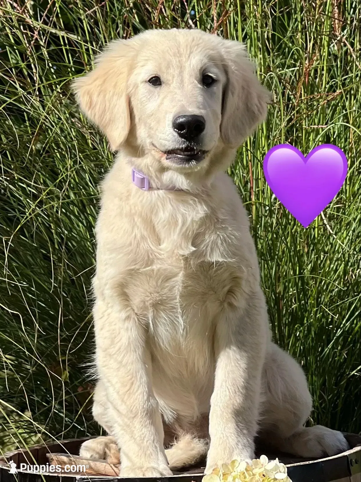 Justice, a female Golden Retriever for sale in Edgemont, AR – 4 of 10