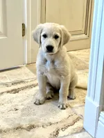 Justice, a female Golden Retriever for sale in Edgemont, AR – 6 of 10