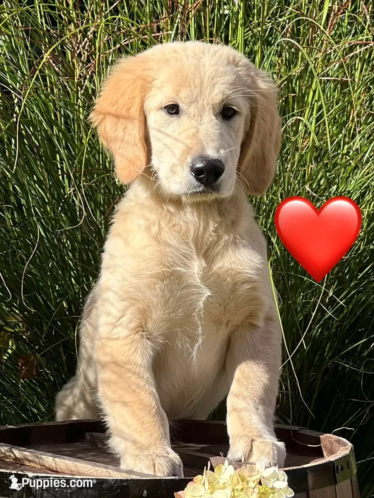 Liberty, a female Golden Retriever for sale in Edgemont, AR – 2 of 10
