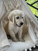 Jubilee, a female Golden Retriever for sale in Edgemont, AR – 6 of 8