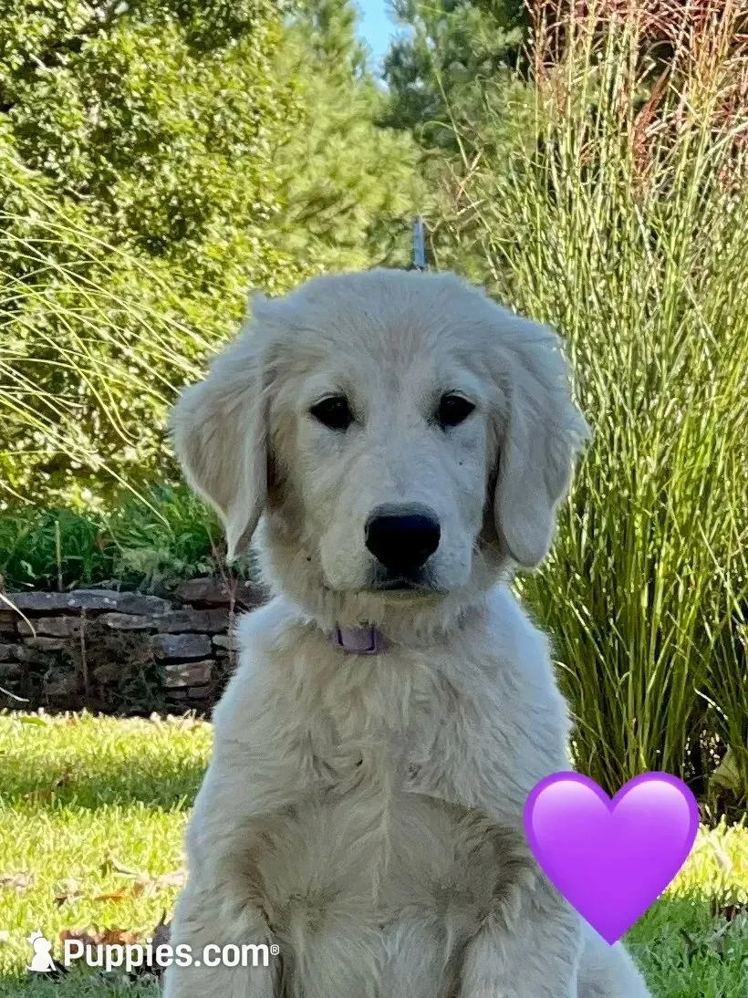 Justice, a female Golden Retriever for sale in Edgemont, AR – 2 of 10