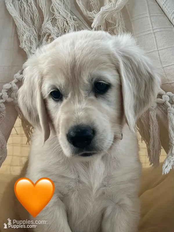 Jubilee – Golden Retriever puppy for sale in Edgemont, AR
