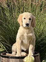 Liberty, a female Golden Retriever for sale in Edgemont, AR – 3 of 10