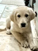 Justice, a female Golden Retriever for sale in Edgemont, AR – 7 of 10