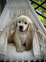 Liberty, a female Golden Retriever for sale in Edgemont, AR – 6 of 10