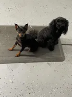 Journii, a female Miniature Pinscher for sale in Sacramento, CA – Photo 3 of 4