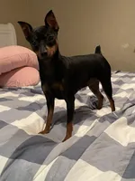 Journii, a female Miniature Pinscher for sale in Sacramento, CA – Photo 4 of 4