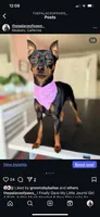 Journii, a female Miniature Pinscher for sale in Sacramento, CA – Photo 2 of 4