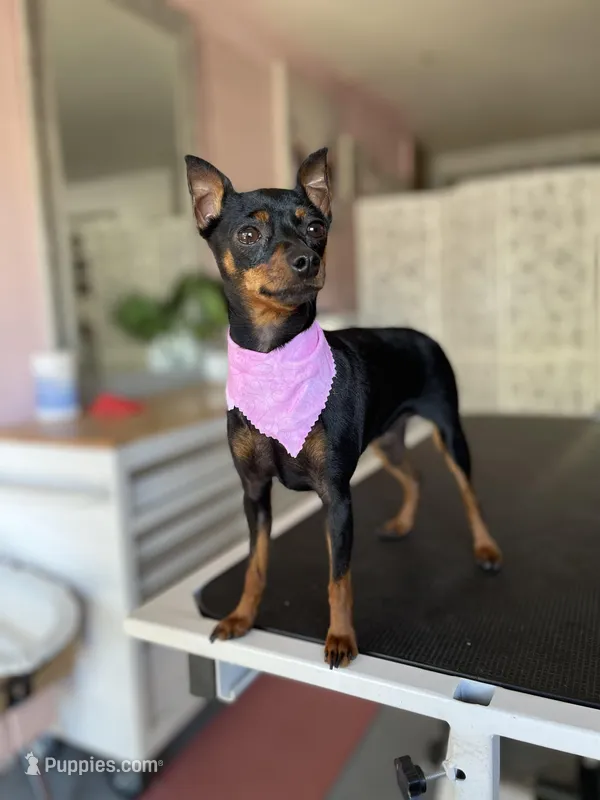 Journii, a female Miniature Pinscher for sale in Sacramento, CA – Photo 1 of 4