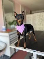 Journii, a female Miniature Pinscher for sale in Sacramento, CA – Photo 1 of 4
