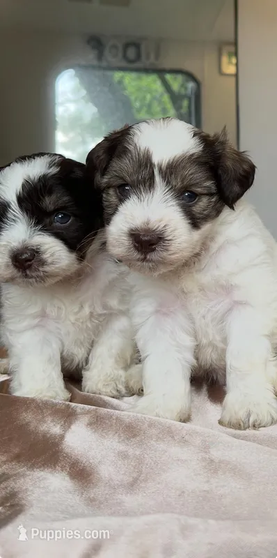 Sagg & Venus, a female Miniature Schnauzer for sale in Sacramento, CA – Photo 1 of 1