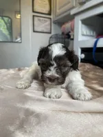 Aries & Jupiter, a male Miniature Schnauzer for sale in Sacramento, CA – Photo 2 of 3