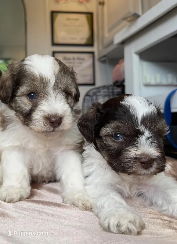 Aries & Jupiter, a male Miniature Schnauzer for sale in Sacramento, CA – Photo 1 of 3