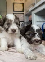 Aries & Jupiter, a male Miniature Schnauzer for sale in Sacramento, CA – Photo 1 of 3