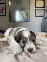 Aries & Jupiter, a male Miniature Schnauzer for sale in Sacramento, CA – Photo 3 of 3