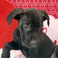 Kam, a male Cane Corso for sale in Sacramento, CA – Photo 2 of 2