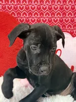 Kam, a male Cane Corso for sale in Sacramento, CA – Photo 2 of 2