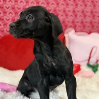 Kam, a male Cane Corso for sale in Sacramento, CA – Photo 1 of 2