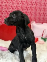 Kam, a male Cane Corso for sale in Sacramento, CA – Photo 1 of 2