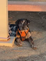 Kingston, a male Cane Corso for sale in Sacramento, CA – Photo 3 of 4