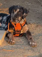 Kingston, a male Cane Corso for sale in Sacramento, CA – Photo 2 of 4