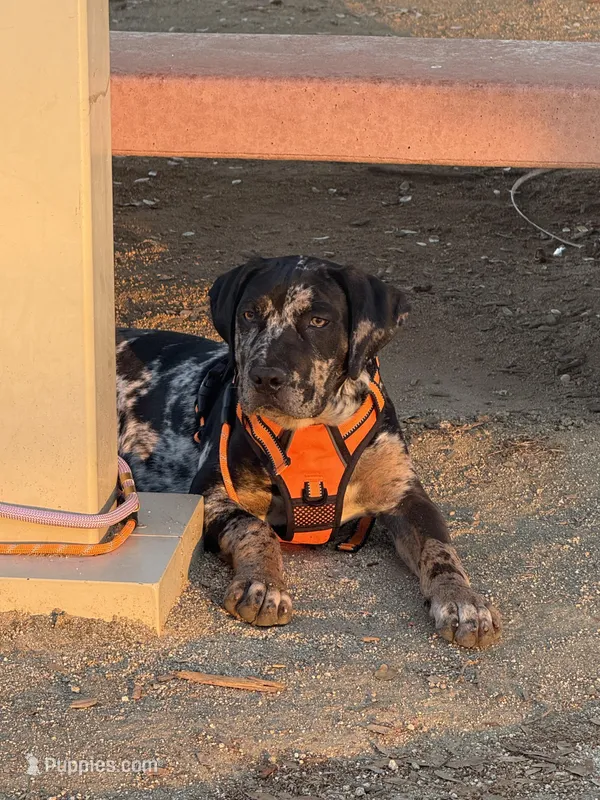 Kingston, a male Cane Corso for sale in Sacramento, CA – Photo 1 of 4