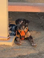 Kingston, a male Cane Corso for sale in Sacramento, CA – Photo 1 of 4