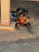Kingston, a male Cane Corso for sale in Sacramento, CA – Photo 4 of 4