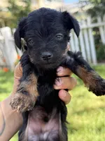Leo, a male Miniature Pinscher and Yorkshire Terrier for sale in Sacramento, CA – Photo 5 of 5