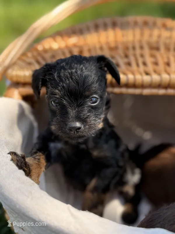 Leo, a male Miniature Pinscher and Yorkshire Terrier for sale in Sacramento, CA – Photo 1 of 5