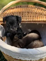 Leo, a male Miniature Pinscher and Yorkshire Terrier for sale in Sacramento, CA – Photo 3 of 5