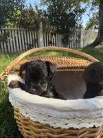 Leo, a male Miniature Pinscher and Yorkshire Terrier for sale in Sacramento, CA – Photo 4 of 5