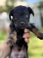 Leo, a male Miniature Pinscher and Yorkshire Terrier for sale in Sacramento, CA – Photo 2 of 5