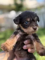 Lilo, a female Miniature Pinscher and Yorkshire Terrier for sale in Sacramento, CA – Photo 2 of 2