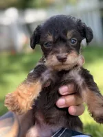 Lilo, a female Miniature Pinscher and Yorkshire Terrier for sale in Sacramento, CA – Photo 1 of 2