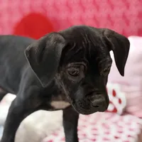 Kyra, a female Cane Corso for sale in Sacramento, CA – Photo 3 of 3