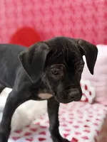 Kyra, a female Cane Corso for sale in Sacramento, CA – Photo 3 of 3