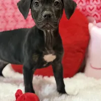 Kyra, a female Cane Corso for sale in Sacramento, CA – Photo 2 of 3