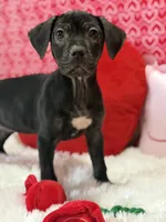 Kyra, a female Cane Corso for sale in Sacramento, CA – Photo 2 of 3