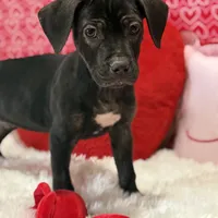 Kyra, a female Cane Corso for sale in Sacramento, CA – Photo 1 of 3