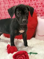 Kyra, a female Cane Corso for sale in Sacramento, CA – Photo 1 of 3