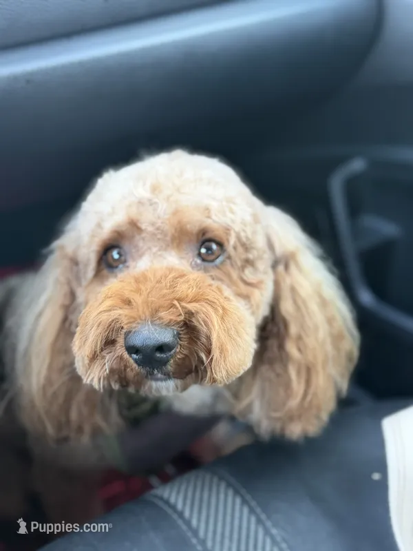 Teddy – Miniature Goldendoodle puppy for sale in Sacramento, CA