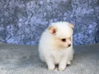 AKC Patch , a male Pomeranian for sale in Fort Worth, TX – 1 of 6