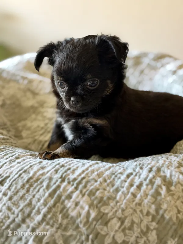AKC Jet  – Chihuahua puppy for sale in Fort Worth, TX