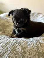 AKC Jet , a male Chihuahua for sale in Fort Worth, TX – 1 of 9