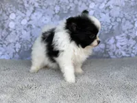 AKC Pedro , a female Pomeranian for sale in Fort Worth, TX – 4 of 7