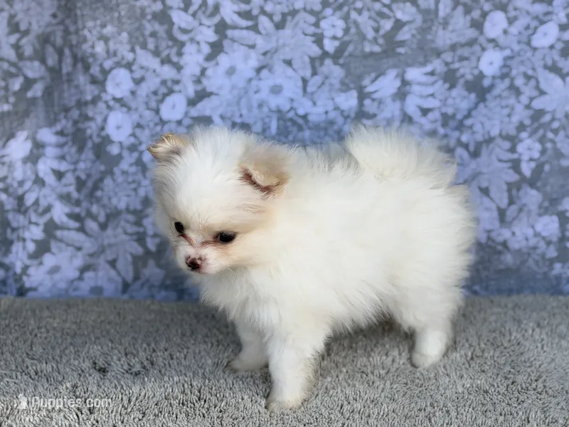AKC Sugar – Pomeranian puppy for sale in Fort Worth, TX
